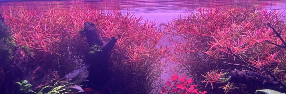 Rotala Orange Juice “MEGA PROMOÇÃO”