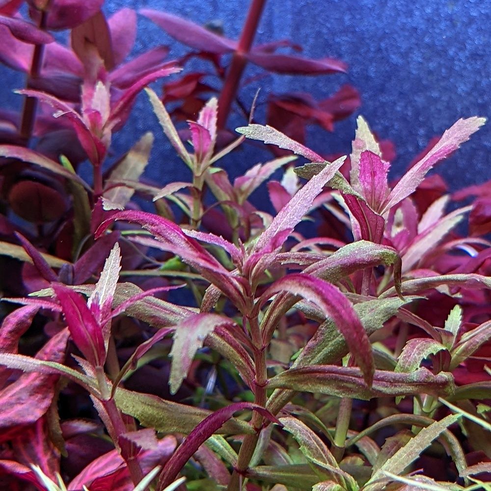 ludwigia belem variegata Rarytas Wysyłka