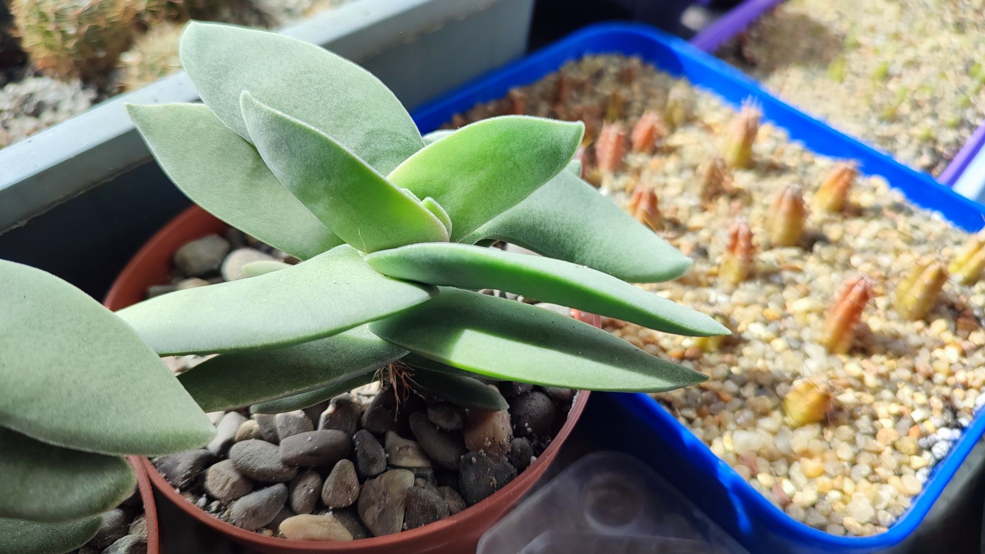 Ganialoe variegata Алоє тигрове сукулент грошове дерево красула кактус