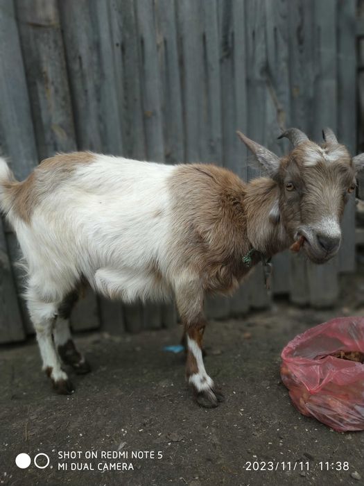 Козочка молоденька