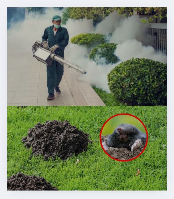 Usuwnie gniazd os i szerszeni zwalcznie usuwnie kretów odkomarzenie