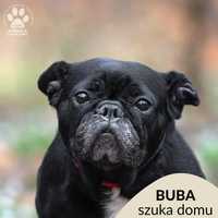 Znaleziono suczkę buldoga Buba 12,04,23-gotowa do adopcji