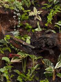 Terrarium tropikalne gekon orzesiony