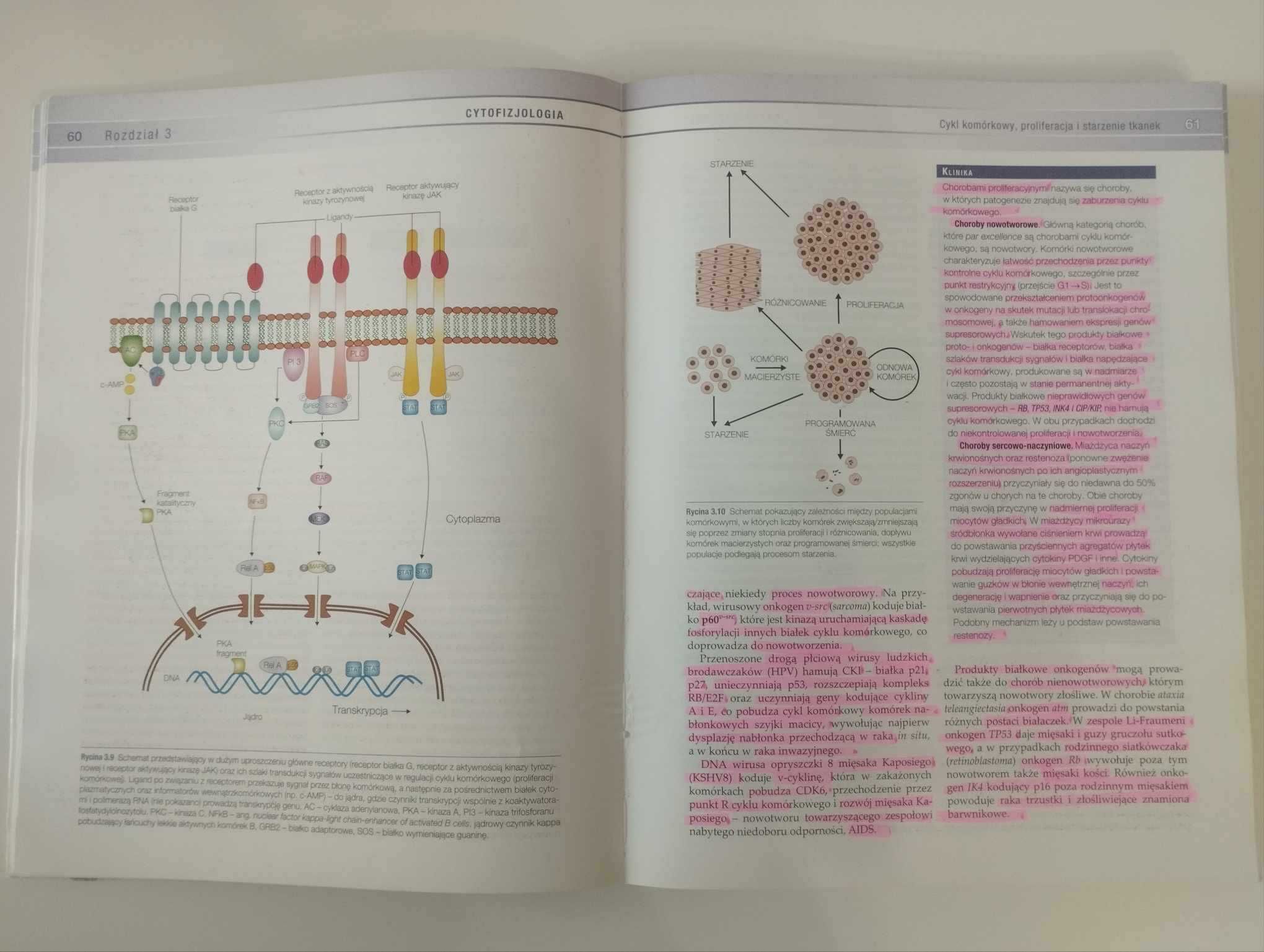 Seminaria z cytofizjologii J. Kawiak, M. Zabel