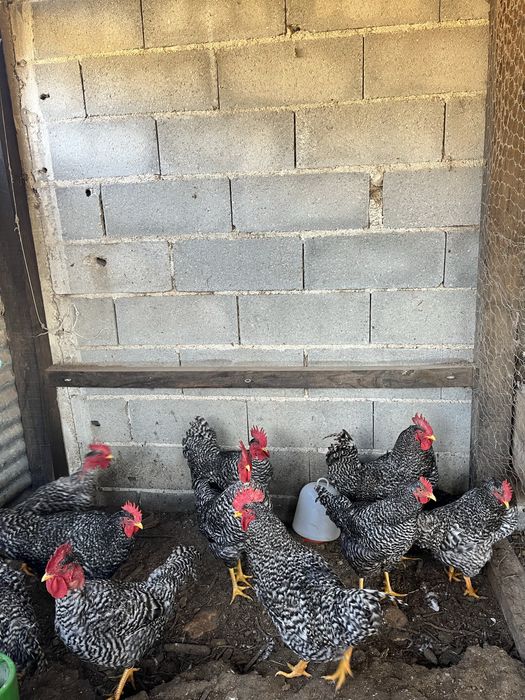 Vende-se galos pedrezes