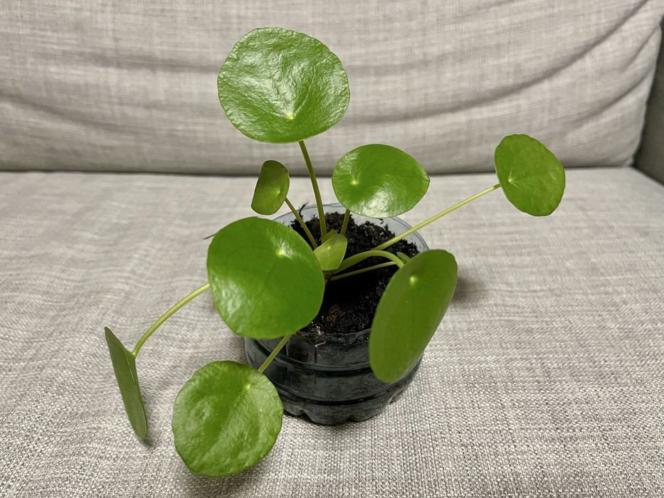 Pieniążek (pilea peperomioides)