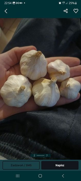 Czosnek jary wiosenny odmiany Jarus od rolnika bez żadnych pestycydów