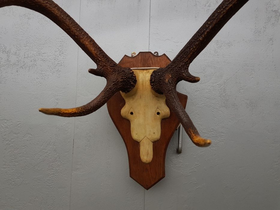 Рога роги оленя северного отличного состояния антикварные не дорого