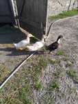 Kaczki 3 mce. Pekin i blue duck