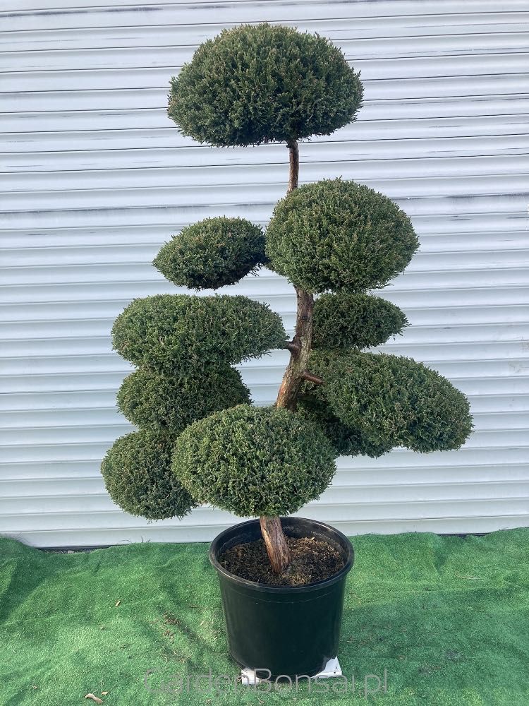 Drzewko BONSAI z jałowca - DOSTAWA - 150 cm - WYJĄTKOWY