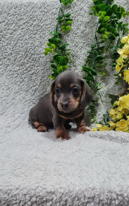 Estupendo Teckel Blue Tan de Qualidade