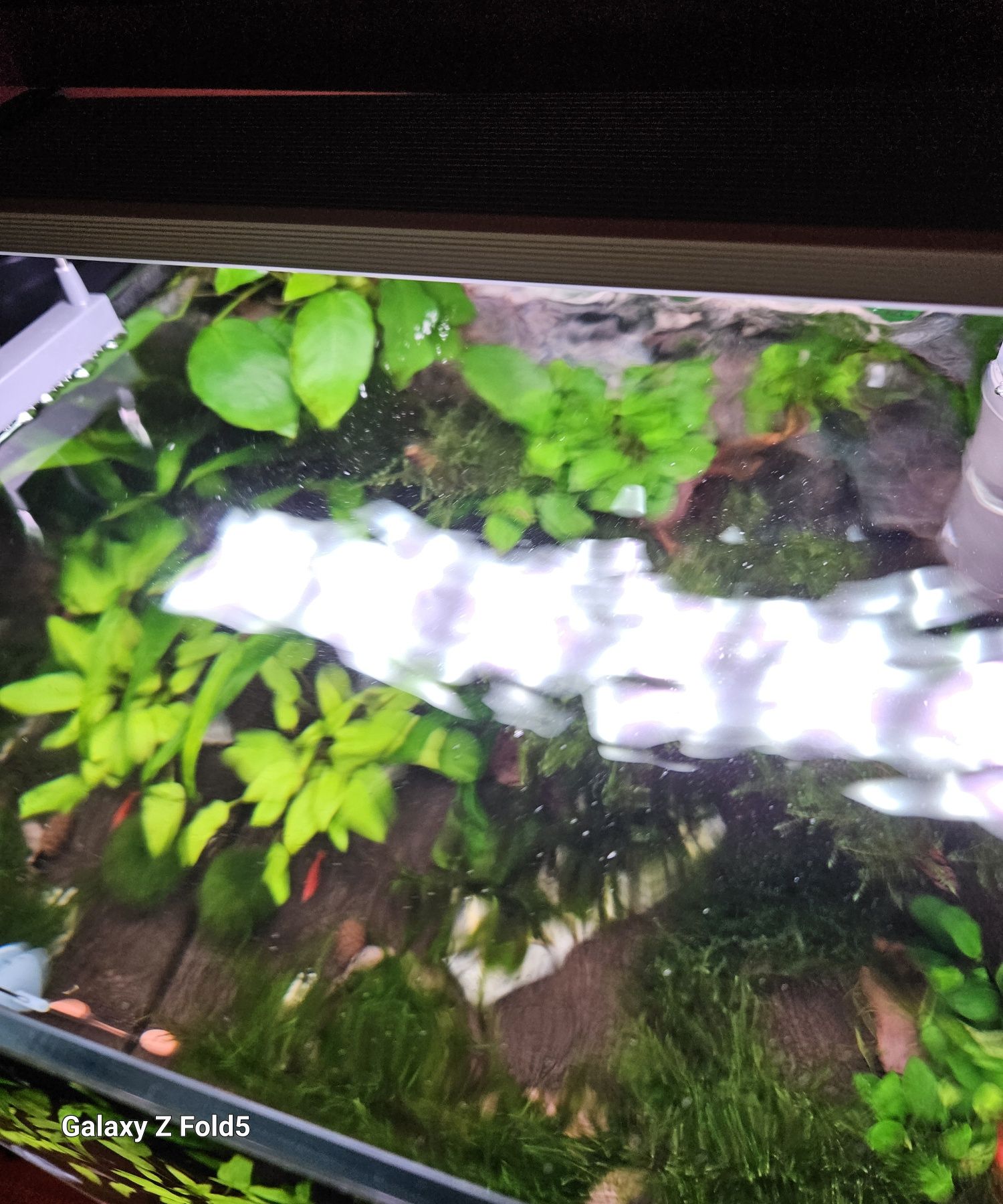 Anubias Barterii sadzonka 10 lisci i wiecej