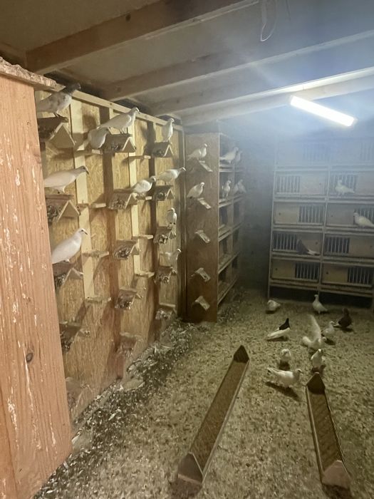 Gołębie jasne cały lot