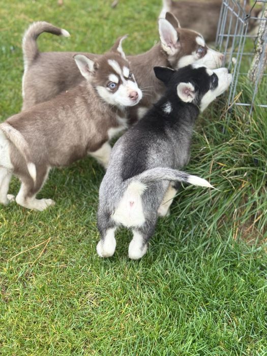 Syberian husky miot B -Buster po Championie