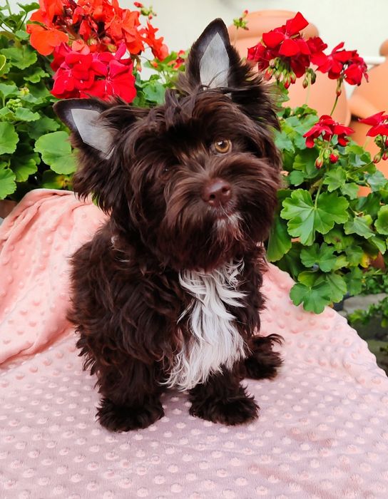 Chocolate Yorkshire Terrier, Czekoladowy York