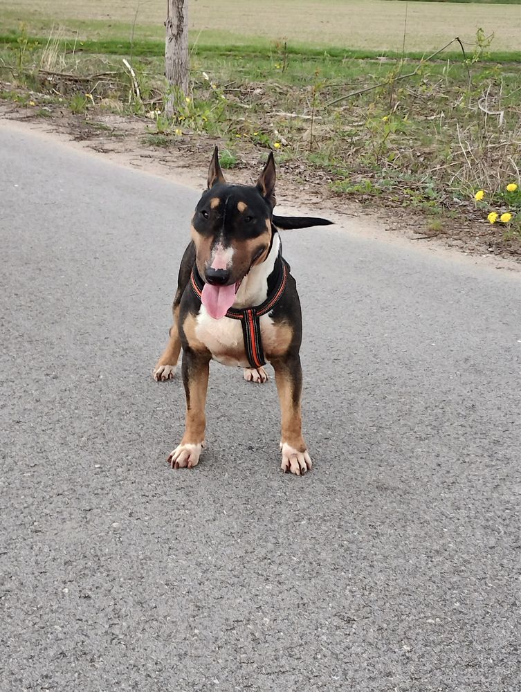 Bulterier Bulterrier tricolor suka