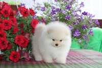 Female Pomeranian FCI registration cream! Померанський шпіц Дівчинка!