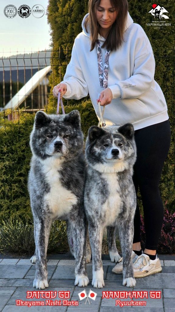 Akita Inu (japońska) piesek LC, ZKwP / FCI & AKIHO