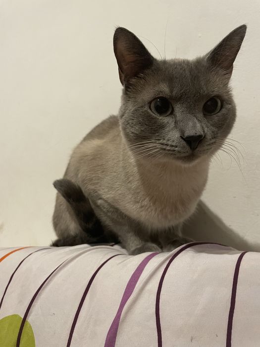 Gato para adocao