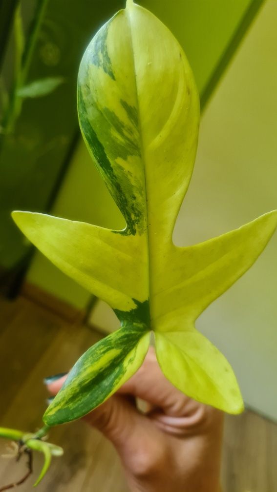 Pędówka florida beauty variegata  do kolekcji