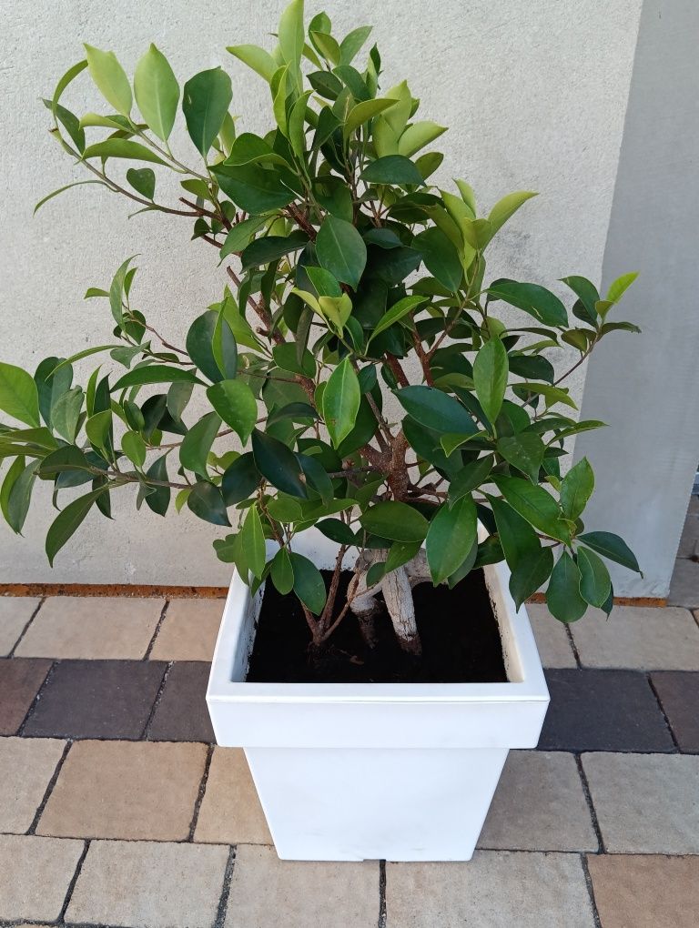 Bonsai fikus w pięknej donicy