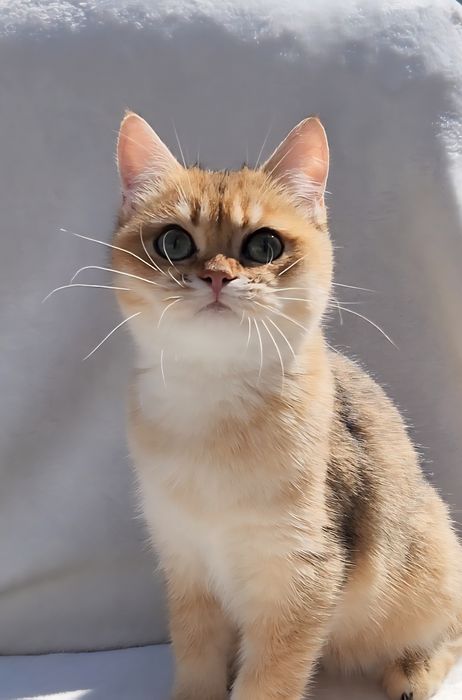 Шотландське кошеня золота шиншила