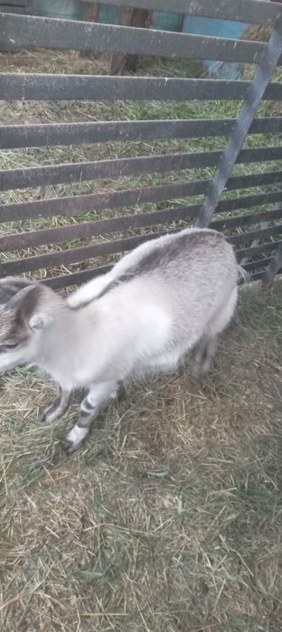 Продам козочку вік  9 місяців