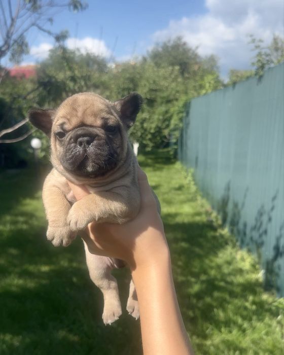 Віп цуценята французькі бульдожки