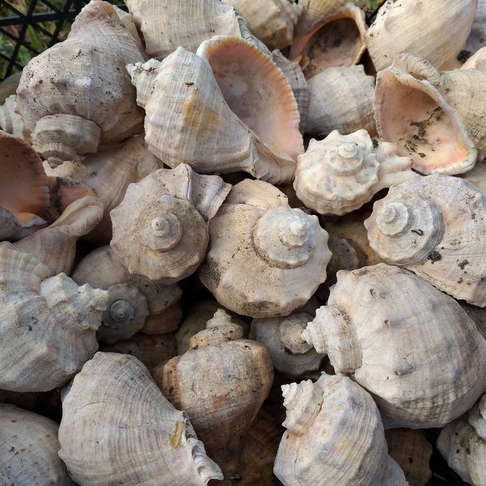 Ракушки морские натуральные  для аквариума