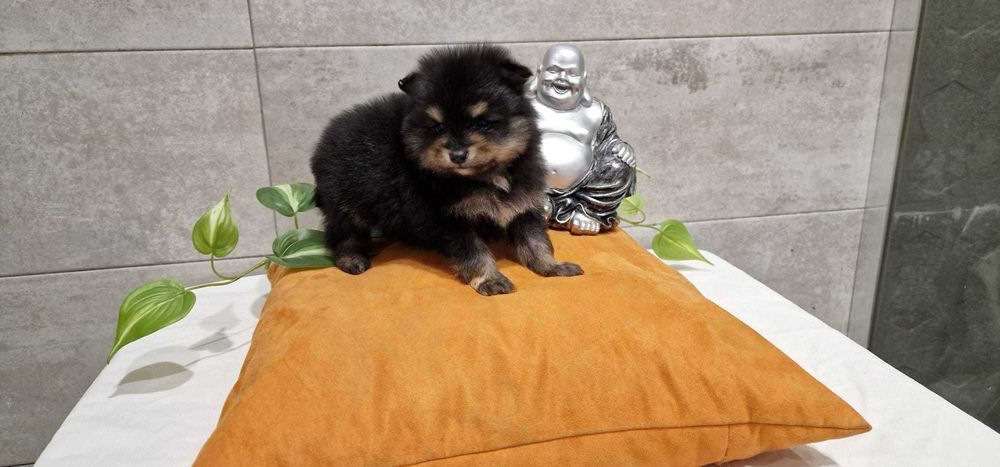 Spitz Alemão anão/Lulu da Pomerânia miniatura Fêmea