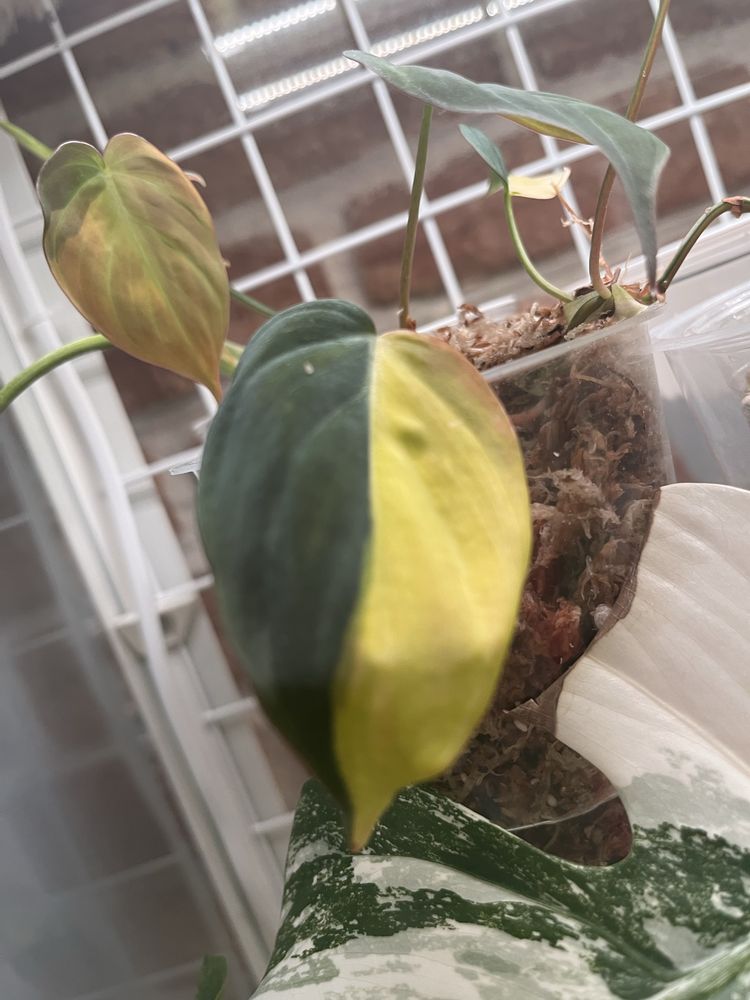 Philodendron Micans Variegata - Warszawa