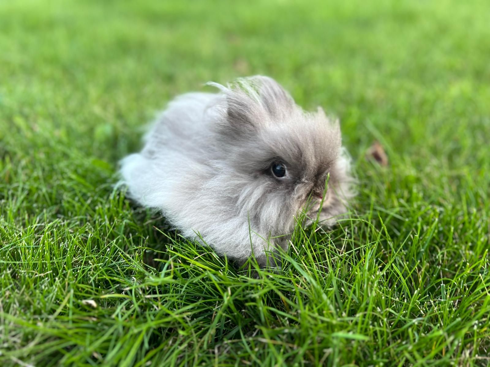 Mini króliczek samiczka rasy Karzełek Teddy