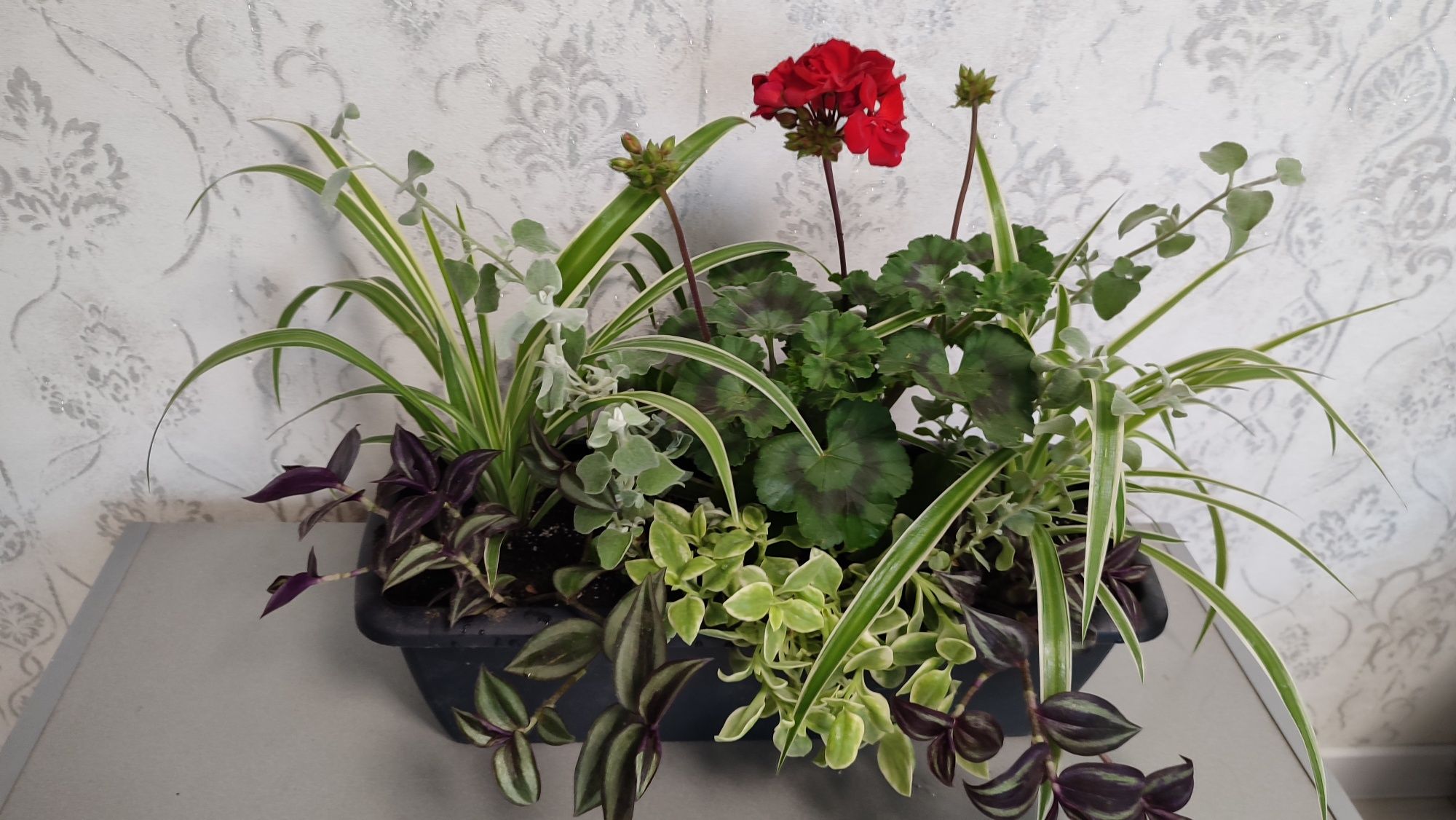Продам композиція рослини балконний горщик кашпо  кімнатні квіти