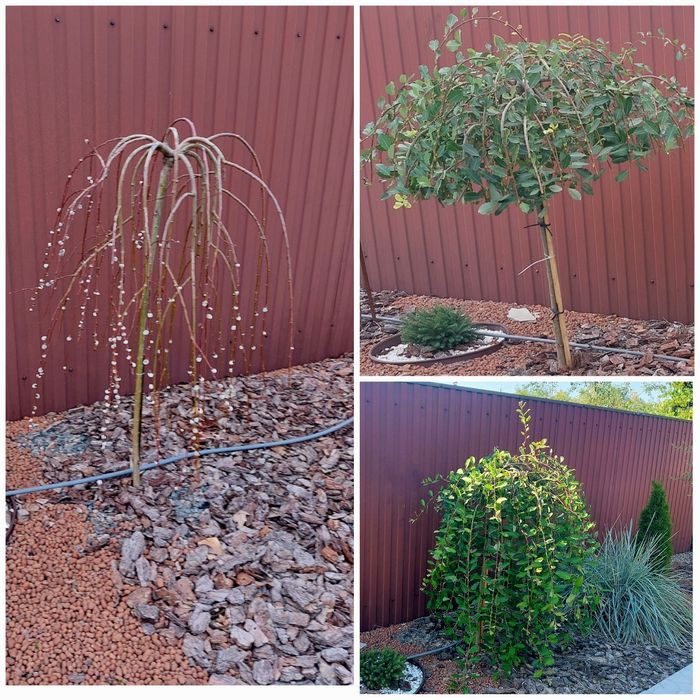 Ялівець Блю Ароу (від 400 грн).Верба (плакуча Кілмарнок )800 грн