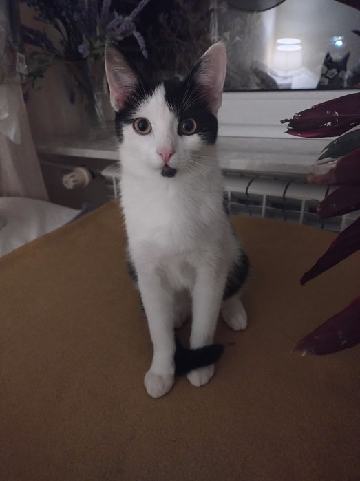Młoda kotka do adopcji, zdrowa, Radom, Warszawa, czarno-biała