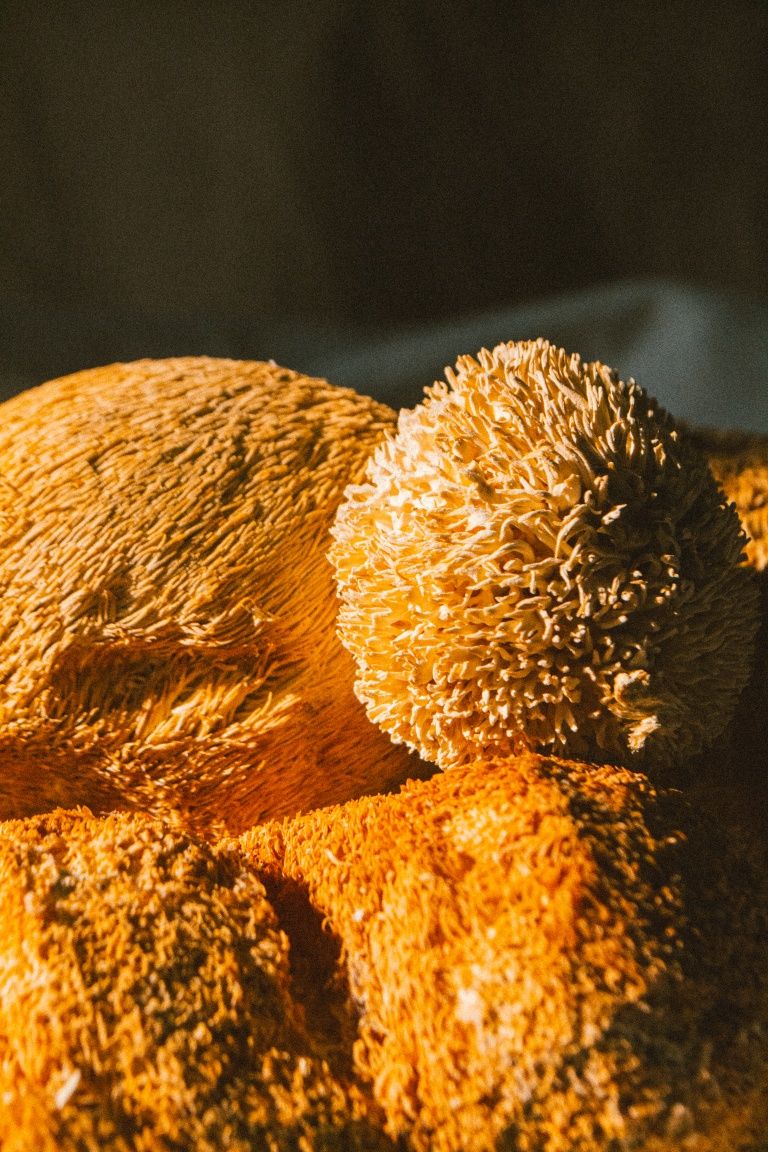 Ежовик гребенчатый гериций опт
