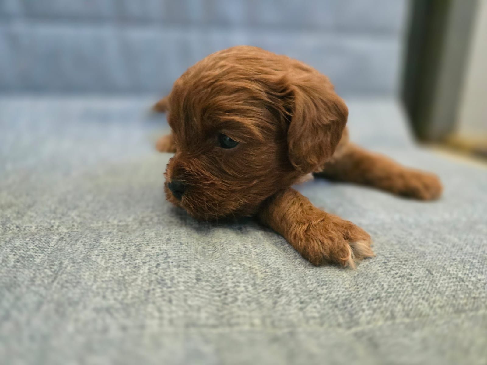 Cavapoo chłopiec