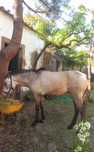 Vendo Poldro Cruzado Lusitano