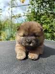 Chow Chow ZKwP FCI
