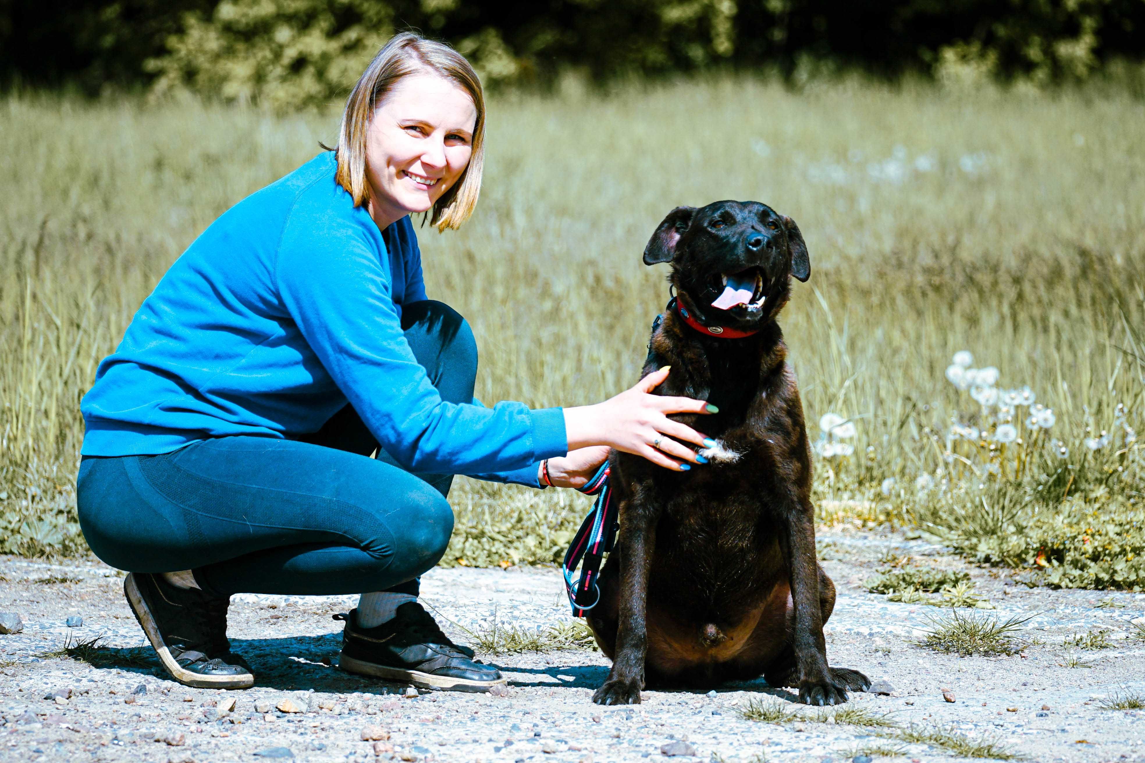 ALAN - śliczny pies w typie labrador