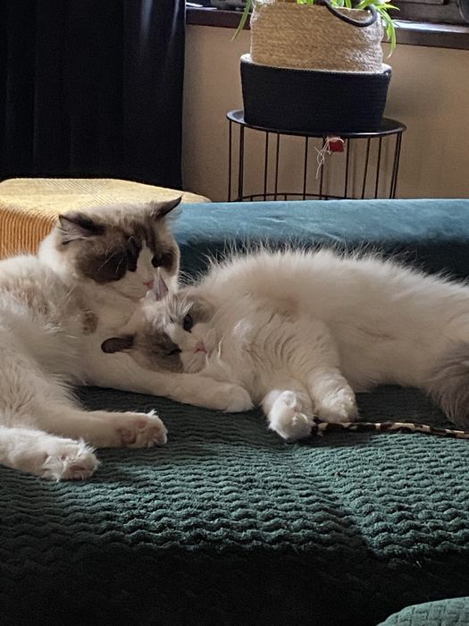 Ragdoll cudne kociaki odbiór na grudzień.