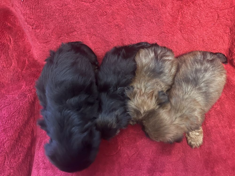 York Terrier miniaturka do 2-2,5kg Gotowe do odbioru