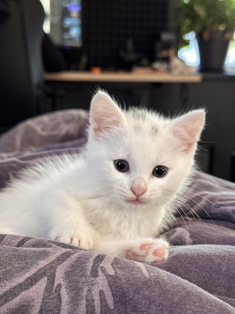 Кошенята Безкоштовно