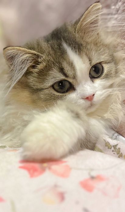 Ignacy zwany Krówciem  kocurek szkocki prostouchy PZF