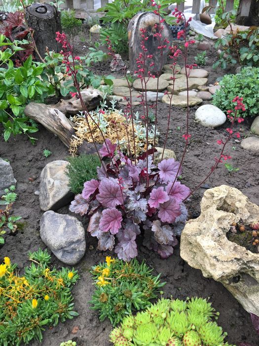 Гейхера сортова багаторічна