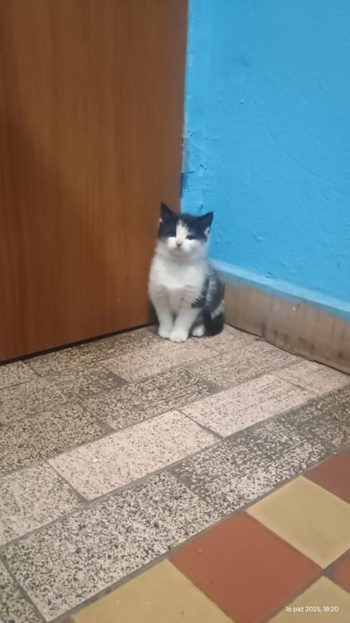 Oddam w dobre ręce kotkę