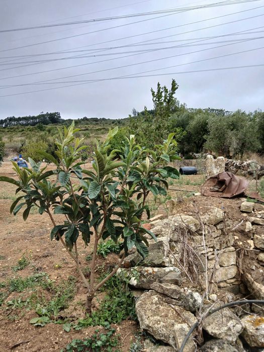 Terreno Rustico ideal para agricultura, árvores de fruta, poço de agua