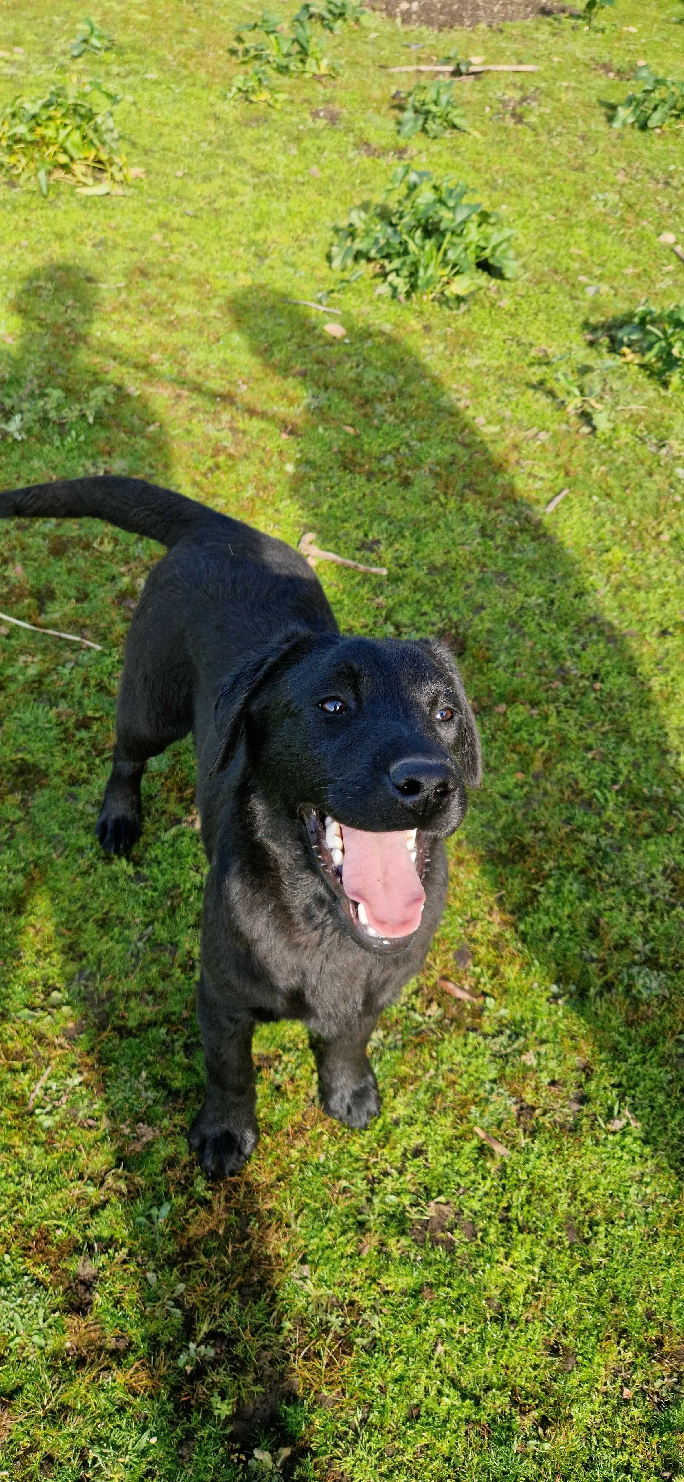 Labrador Retriever
