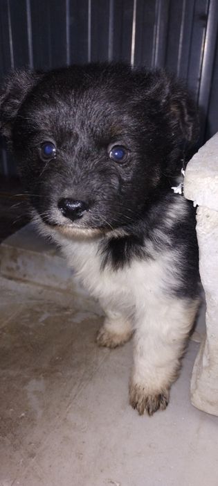 Oddam za darmo szczeniaczka