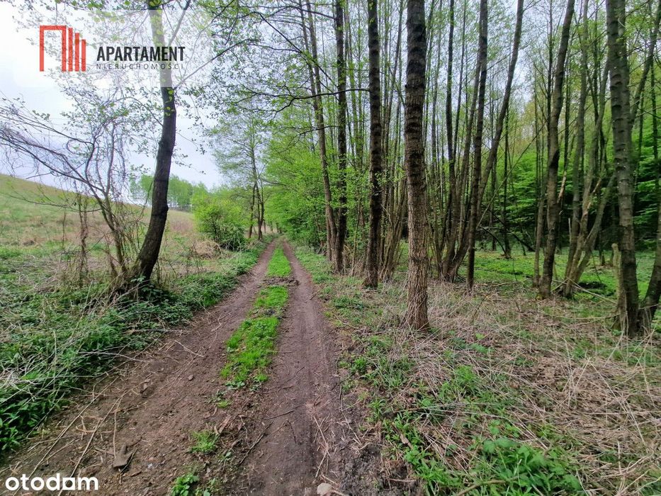 Gospodarstwo w głuszy! Las! Rzeka!